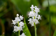 家庭養(yǎng)花常識(shí)看漲：用溫水澆花起事半功倍效果