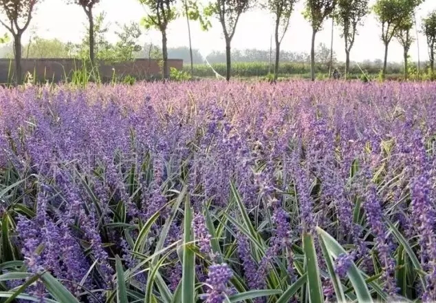 如何設(shè)計(jì)園林植物