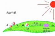 海水中的植物如何吸收陽光