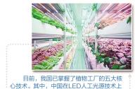 “植物工廠”到底有什么秘密？